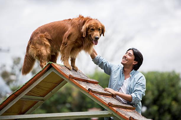 Apprendre a son chien a venir