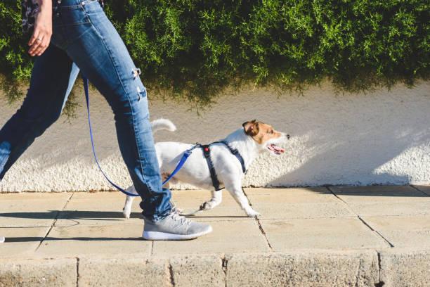 Apprendre a son chien la proprete en 15 minutes