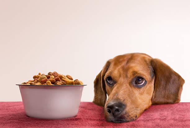 Comment etre patient avec son chien