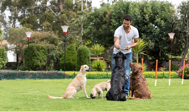 Comment faire obeir son chien