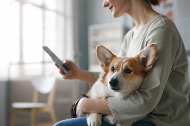 Comment gerer le stress de son chien