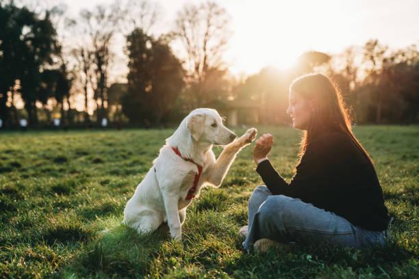 Comment motiver son chien a apprendre