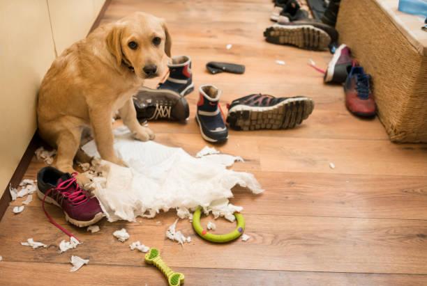 Comment prevenir les problemes de comportement chez le chien