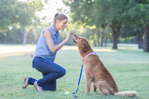 Comment recompenser son chien