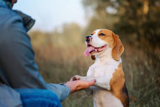 Dresser son chien a donner la patte