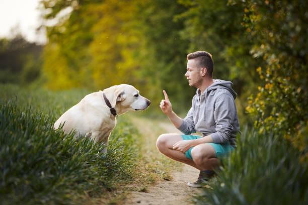 Dresser son chien a ne plus tirer en laisse