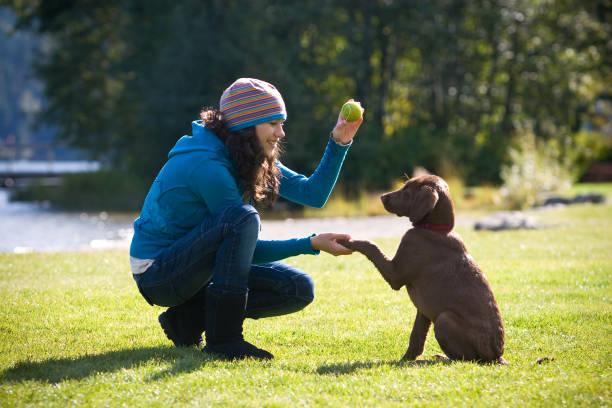 Dresser son chien a rester assis