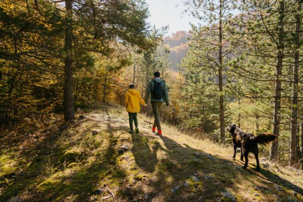 Dresser son chien pour les balades en foret