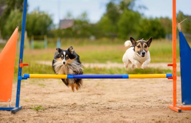 Dresser son chien pour les concours d agility