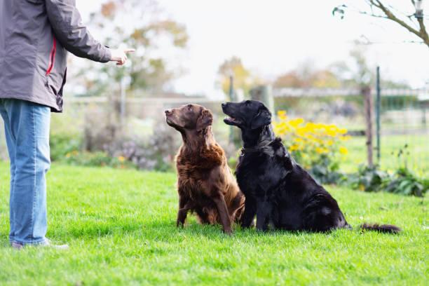 Eduquer son chien pour la garde