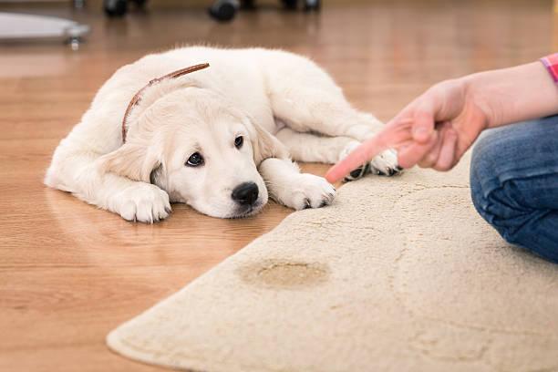 Eduquer son chiot a la maison