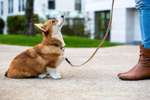 Livre dresser votre chien en 15 minutes