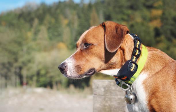 Meilleur collier de dressage pour chien