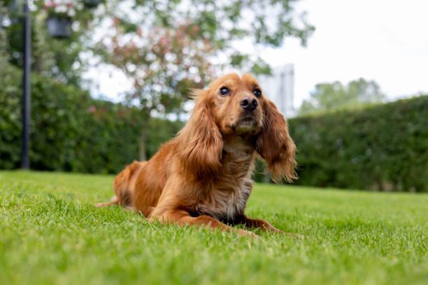 Mon chien ne supporte pas la solitude