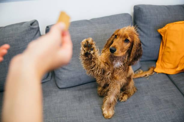 Resoudre les problemes de comportement chez le chien